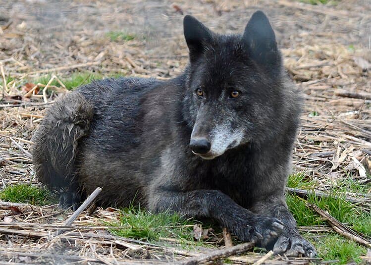 Akela of Wolf Sanctuary of PA