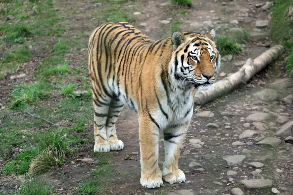 Amur tiger