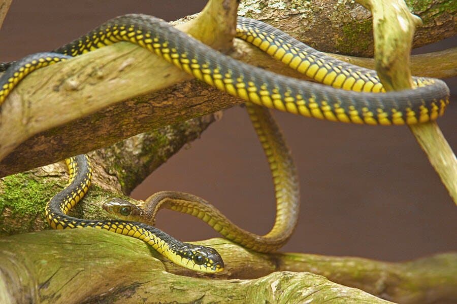 Male Boomslang