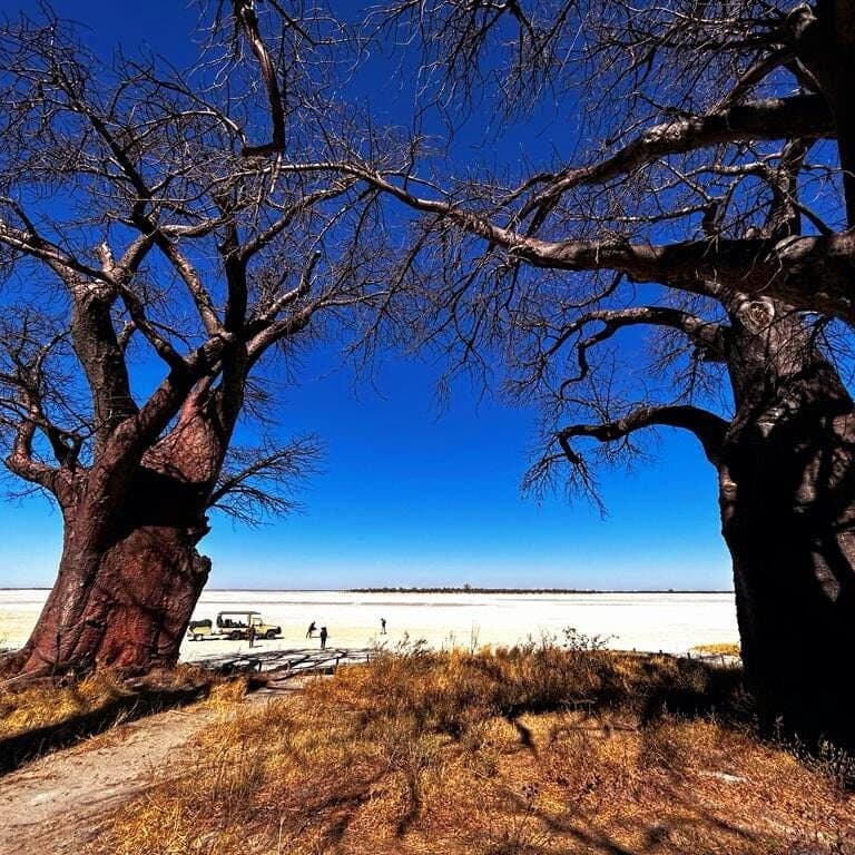 NXAIPAN NATIONAL PARK  Baines baobabs