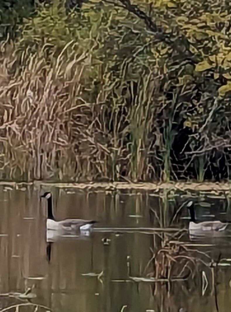 Bog Meadows Nature Reserve