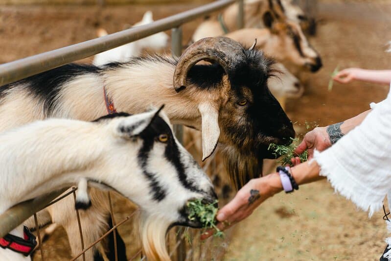 Discover the World of Surfing Goat Dairy - Where Goats, Cheese, & Aloha Await!
