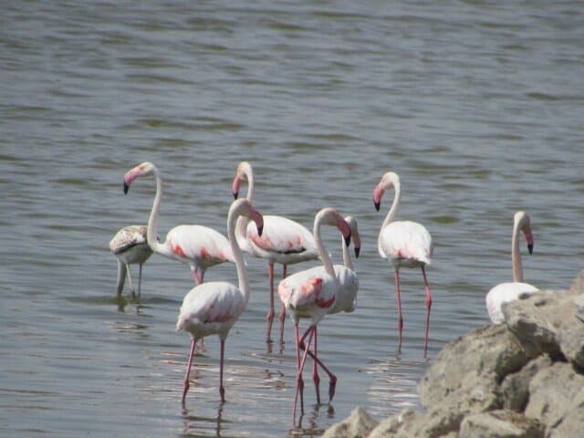 Porbandar Bird Sanctuary