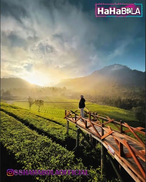 Wisata alam di Bandung untuk liburan akhir tahun ini akan memanjakan mata kamu dengan hamparan kebun teh yang membentang luas. Berada di ketinggian 1.800 mdpl, udara di sekitarnya terasa sejuk.