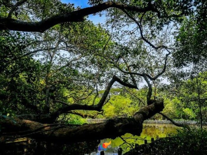 Mangalavanam Bird Sanctuary Kochi