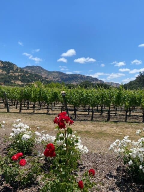 Cliff Lede Vineyards