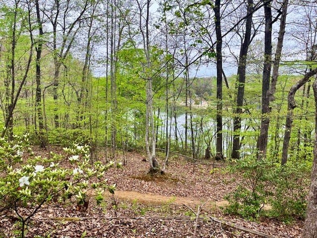In-between-the-trees view of the lake & beach area
