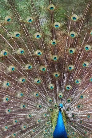 peacock