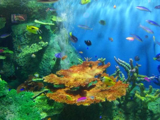 しながわ水族館水槽