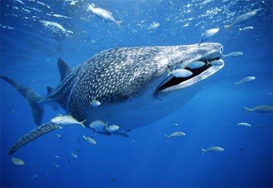 Ningaloo Reef