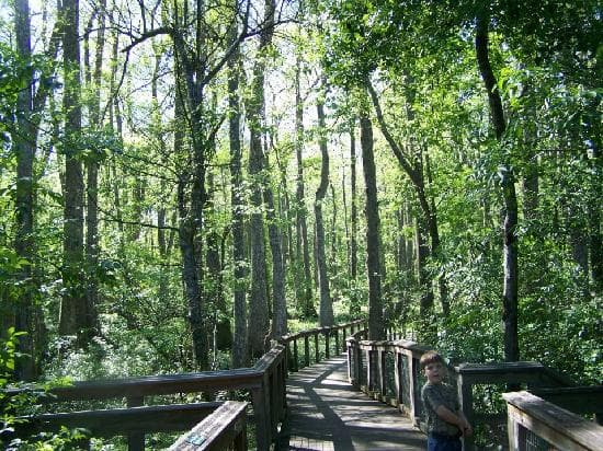 trail over swamp