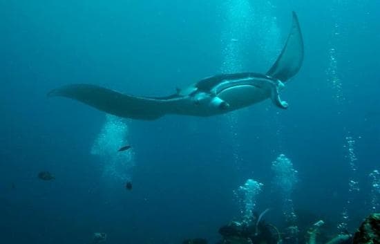 Lankan Manta Point