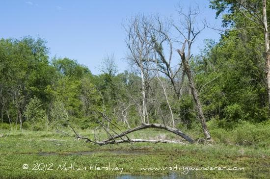 fallen tree on the lake