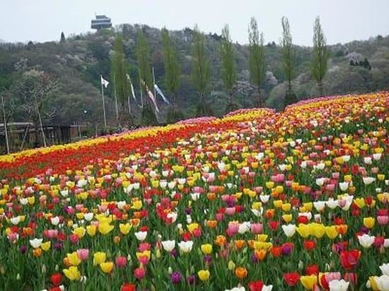 チューリップとポプラの木