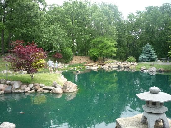 Coy Pond