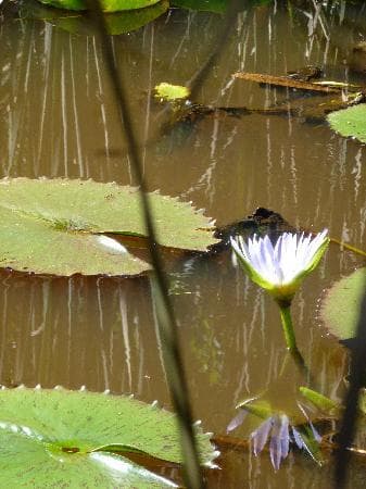 Lily Life Close-Up