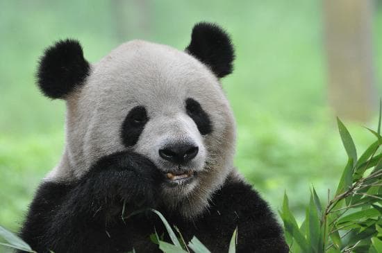 Panda Eating Bamboo at Chongqing Zoo