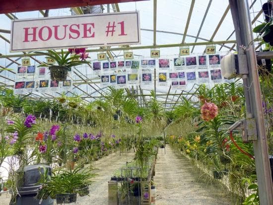Greenhouse #1