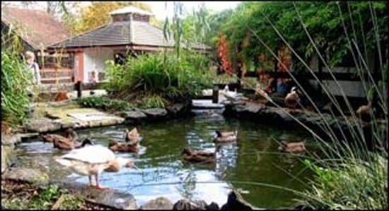 The pond area in the farm yard
