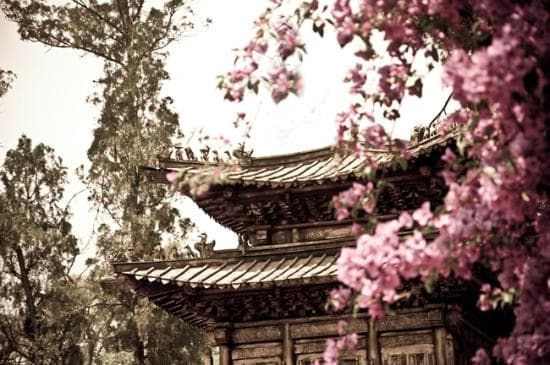 golden temple in spring
