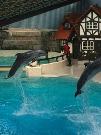 dolphin show