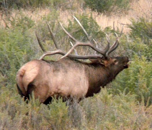 Elk bugling
