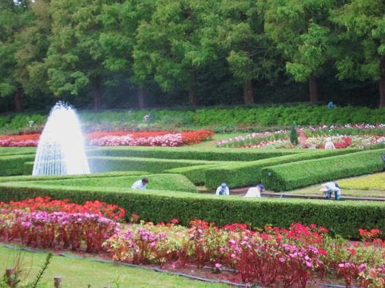 県立相模原公園・・・１０月２０（土）・２１（日）のフラワーフェステイバルに向けお手入れも急ピッチ
