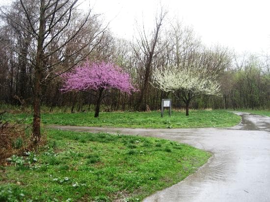 Spring at the Overland Park branch of the Indian Creek Greenway
