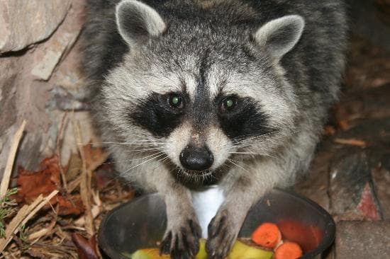 Rocky raccoon
