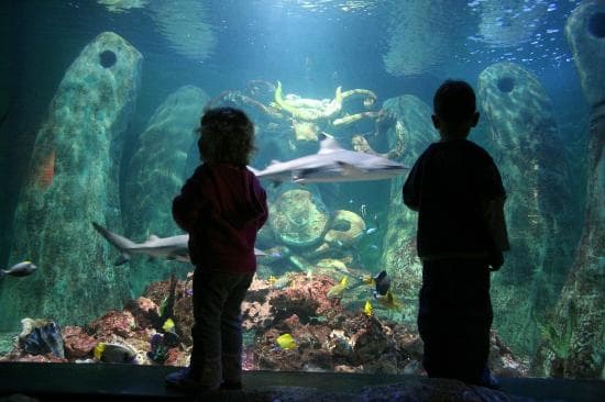 Tropical Ocean Tank, home to 10 species of sharks