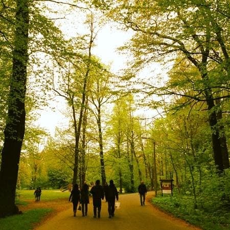 nice greenery