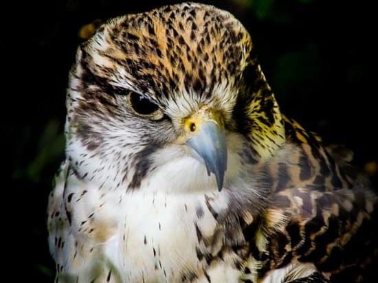 Falcon