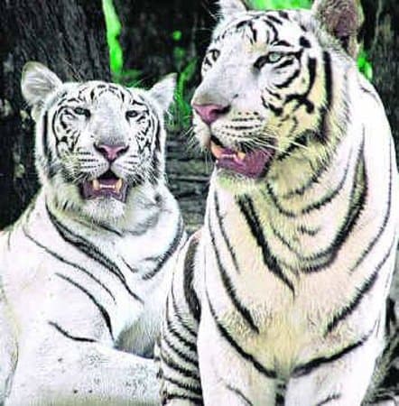 white tiger
