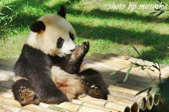 Dalian forest Zoo [panda room]　大连森林动物园　熊猫馆　大連森林動物園　パンダ館