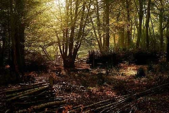 sunlight coming through the Hornbeam