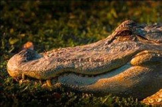 Alligator "Diesel" at Perry's Bridge Reptile Park