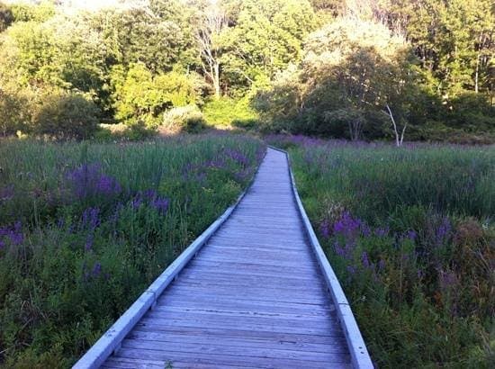 boardwalk section of hike from Merriam's Corner lot in Concord heading towards Lincoln.