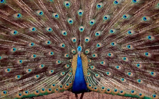 Peacock in zoo