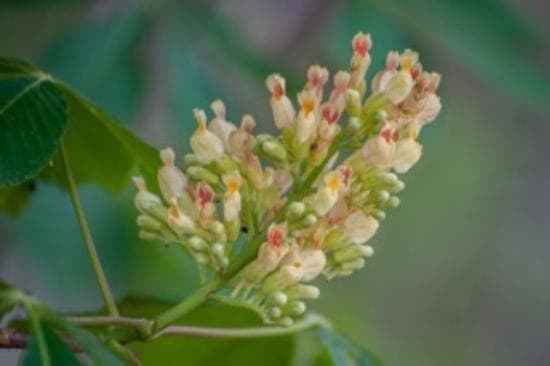 California Woods Nature Preserve