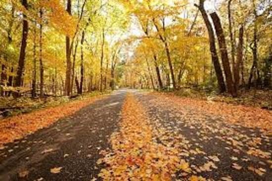 Typical road running through the park.