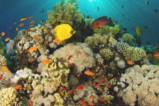 Salle avec aquariums 