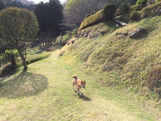 伊豆マウンテンドッグラン