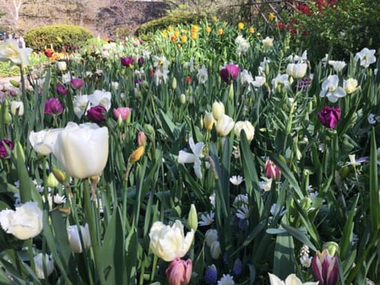 Shakespeare Garden (8)