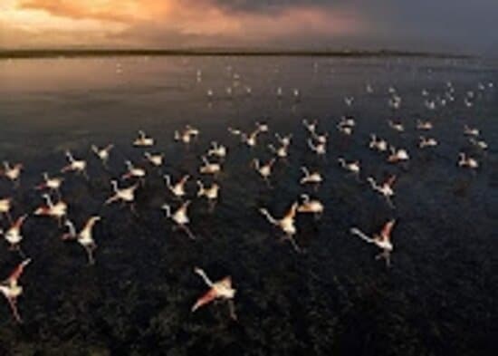 Pulicat Lake flammigos watching