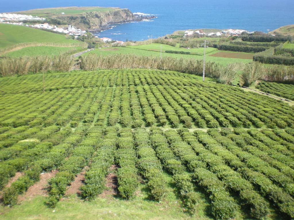Tea Bushes