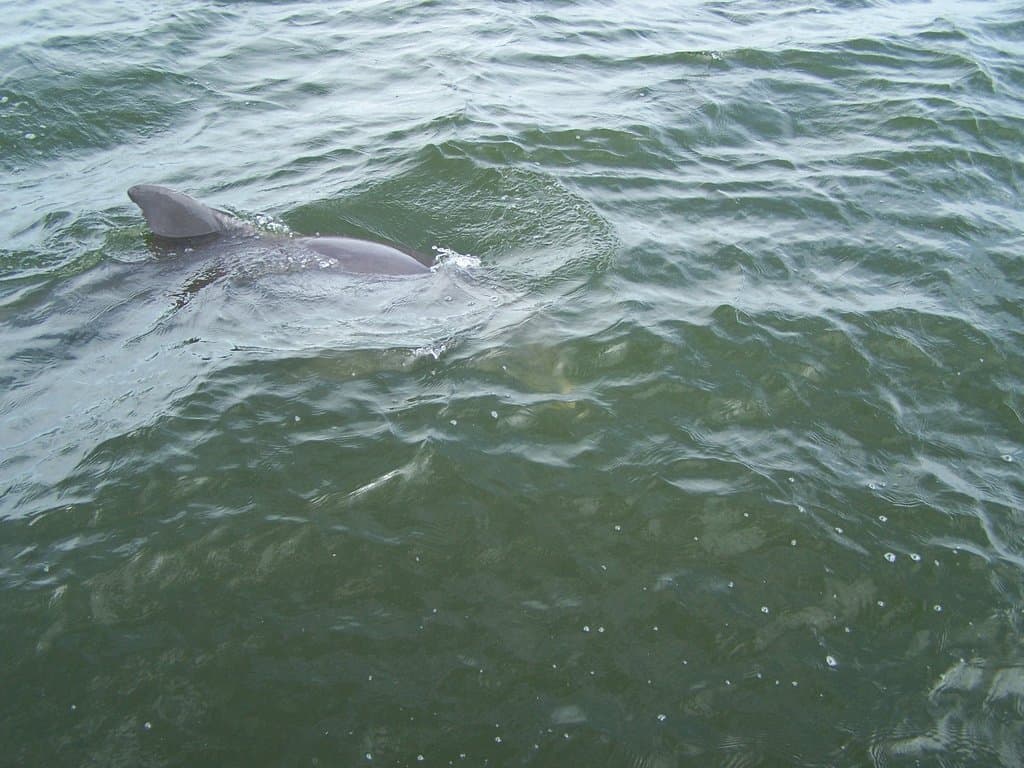 Dolphin circled our boat while we fished