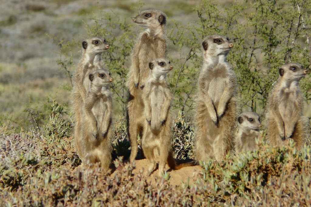 On lookout