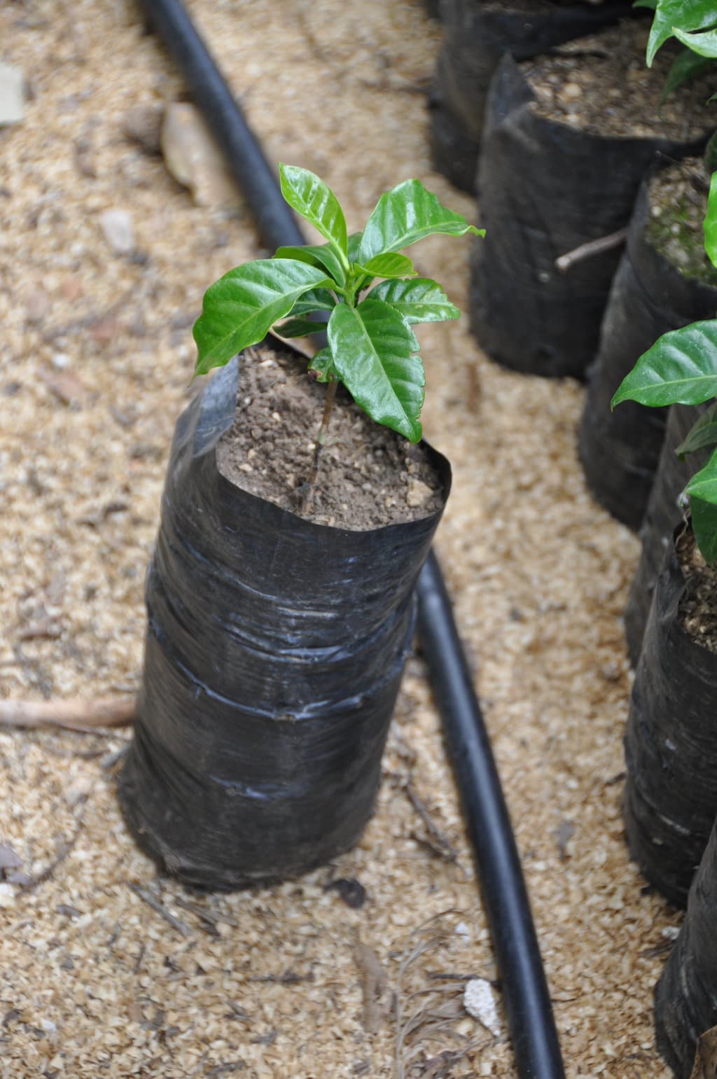 Coffee plant in the beginning