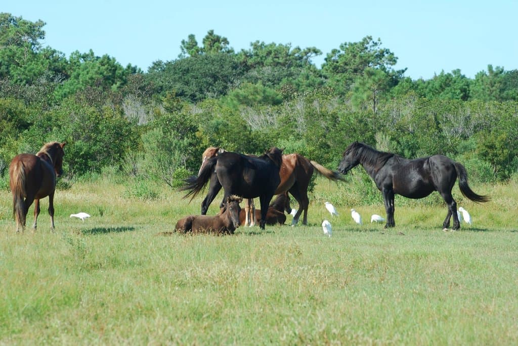 Wild Horse Museum tour

