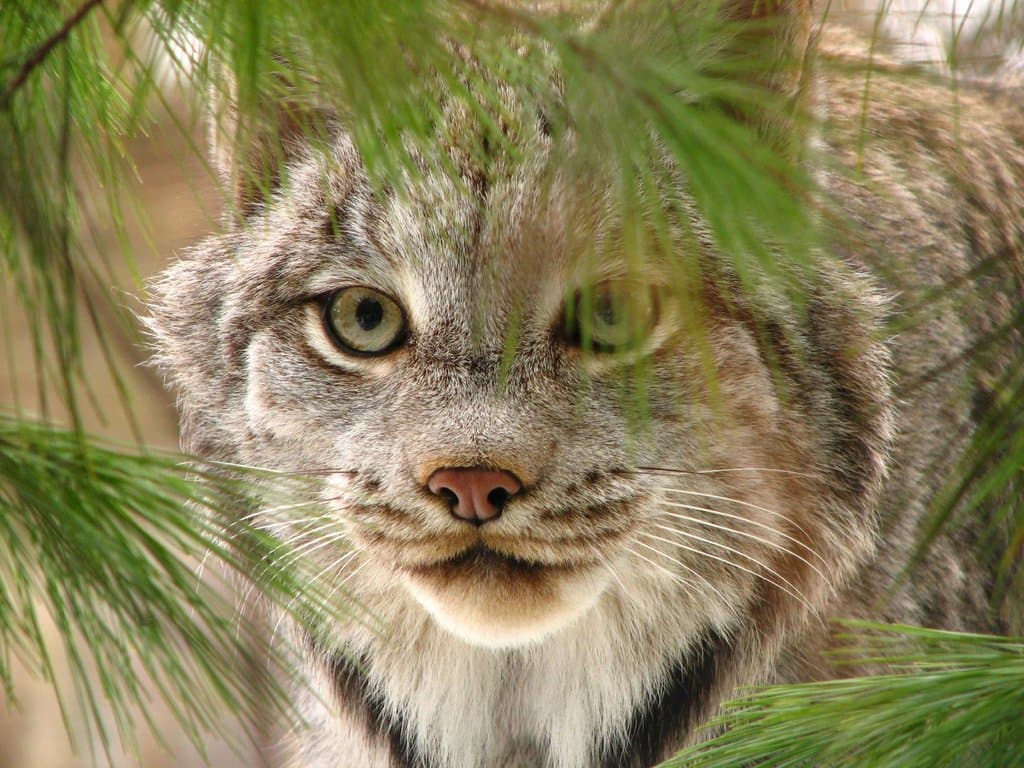 provided by: Buttonwood Park Zoo
